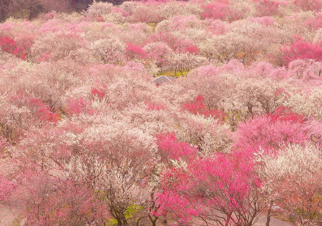 いなべ市梅林公園