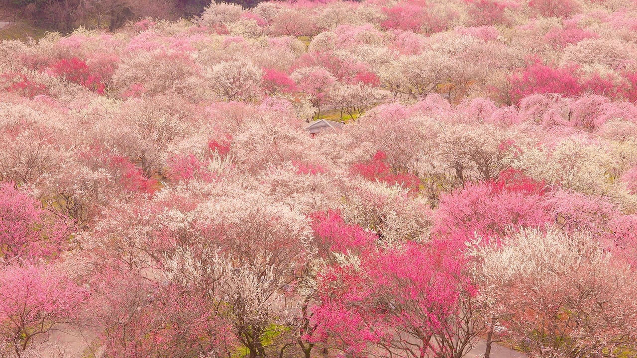 いなべ市梅林公園