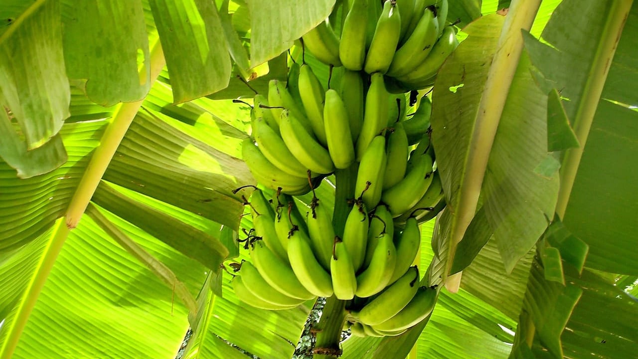 イオンモール東員バナナ収穫体験