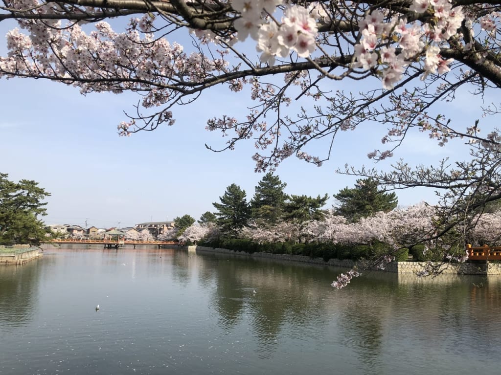 九華公園桜２０２１