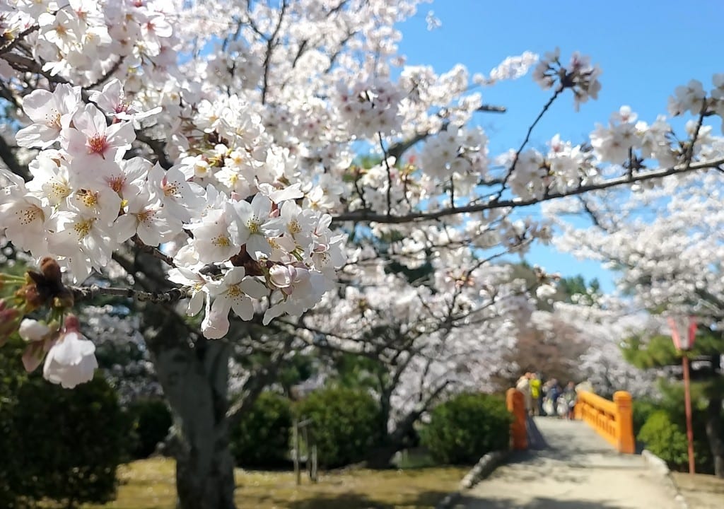 九華公園さくら