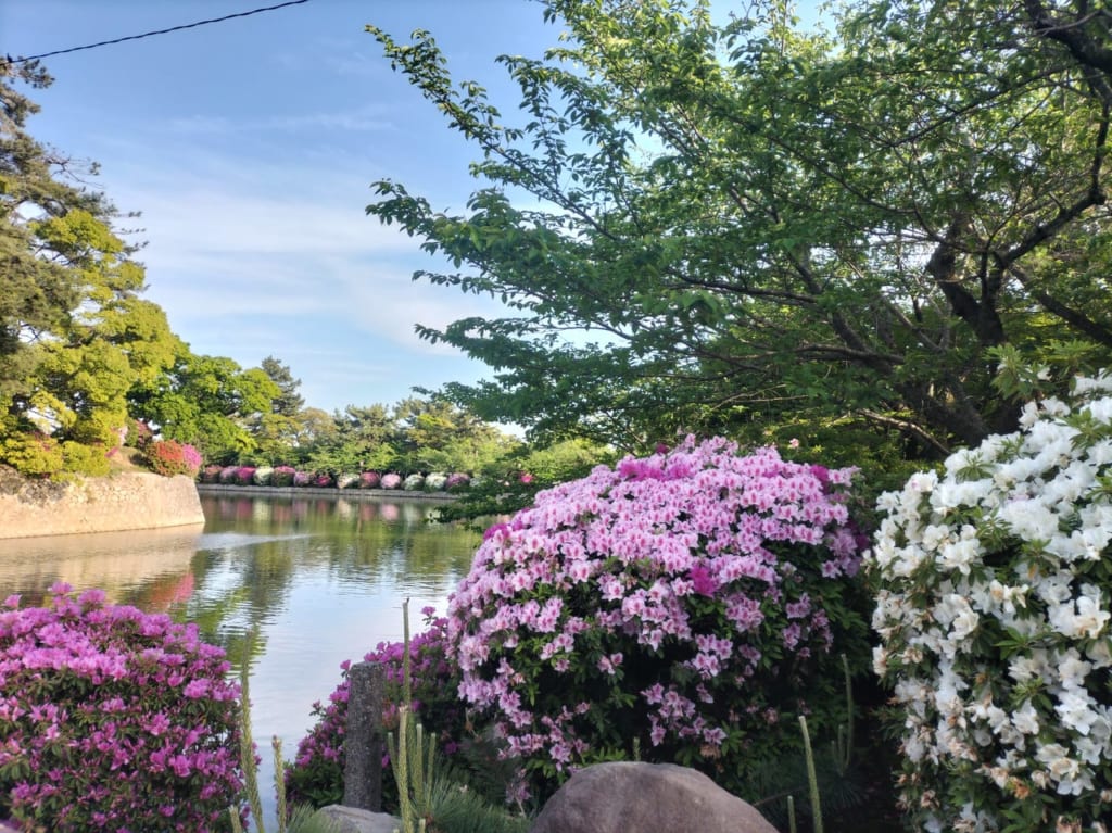 九華公園つつじ