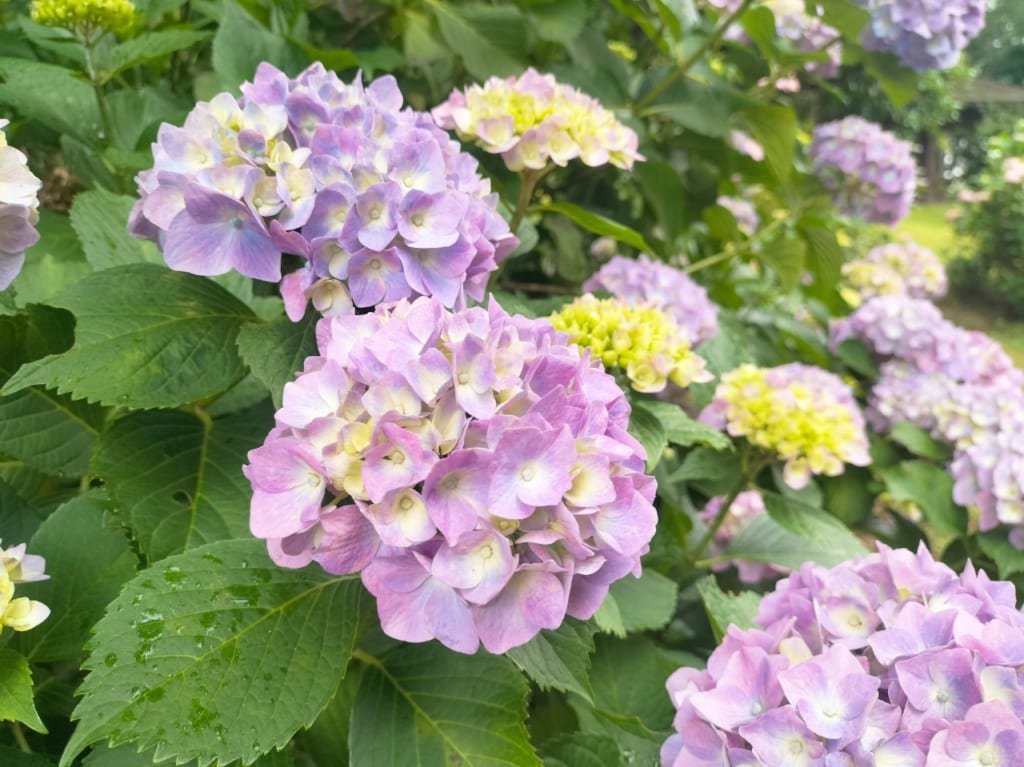 万葉の里公園