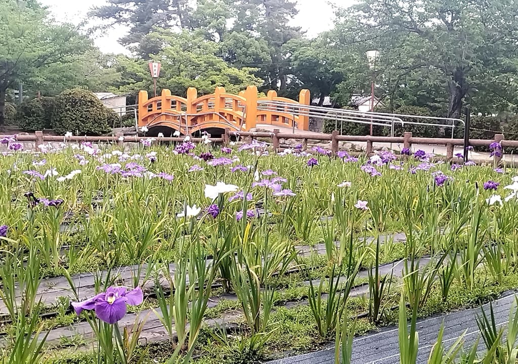 九華公園花しょうぶ