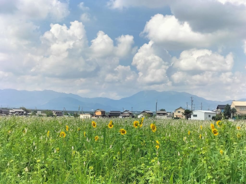 ひまわり畑東員