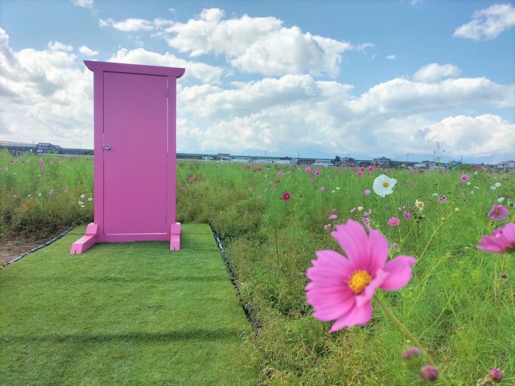 コスモス畑a farm