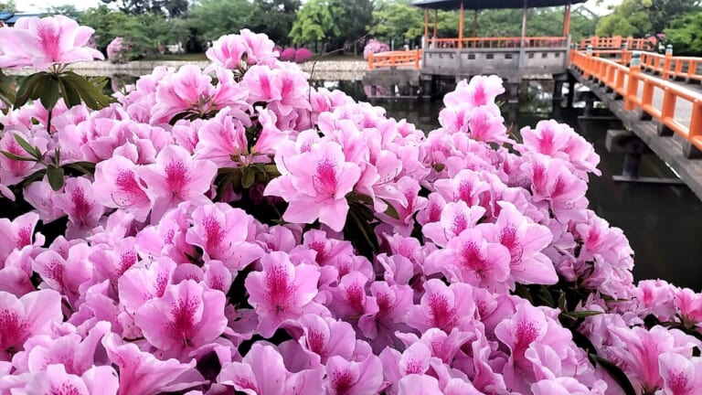 九華公園つつじ