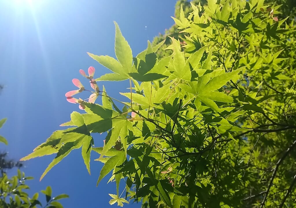 諸戸氏庭園