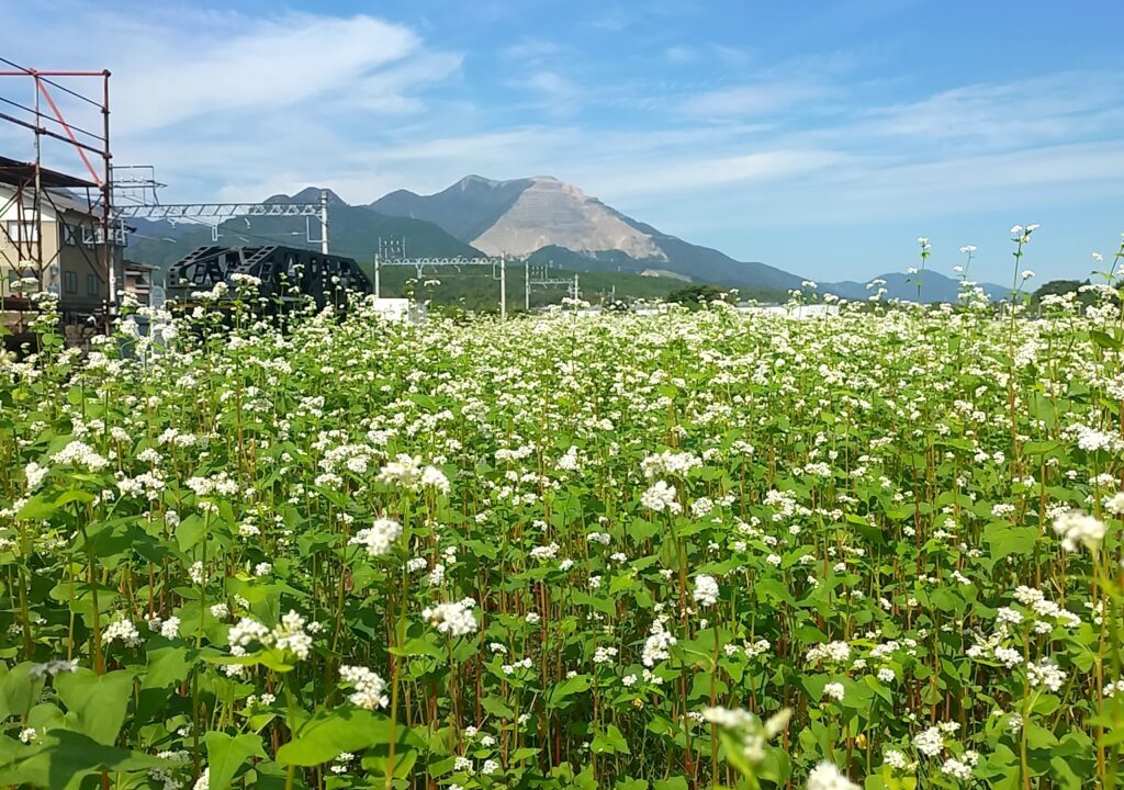 そばの花