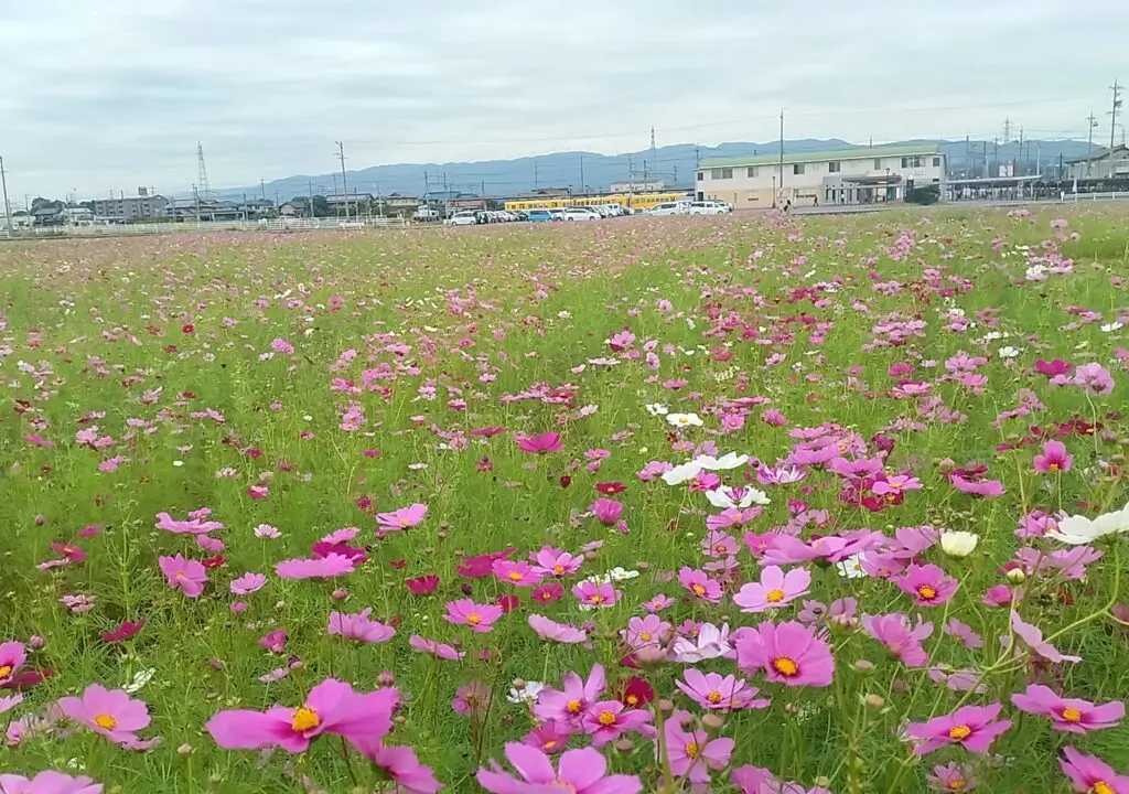 東員コスモス