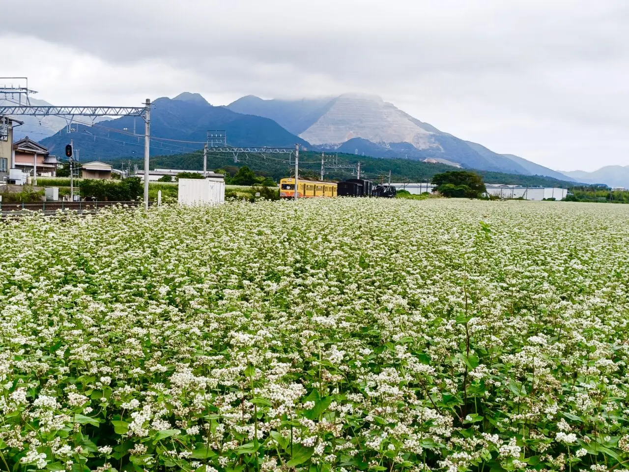 そばの花