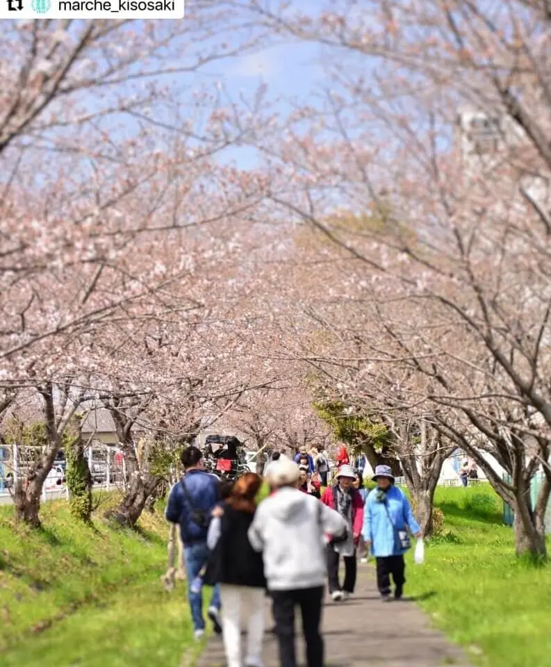 KISOSAKISAKURAhiroba