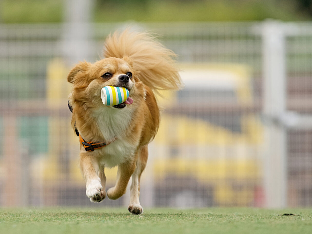 dog