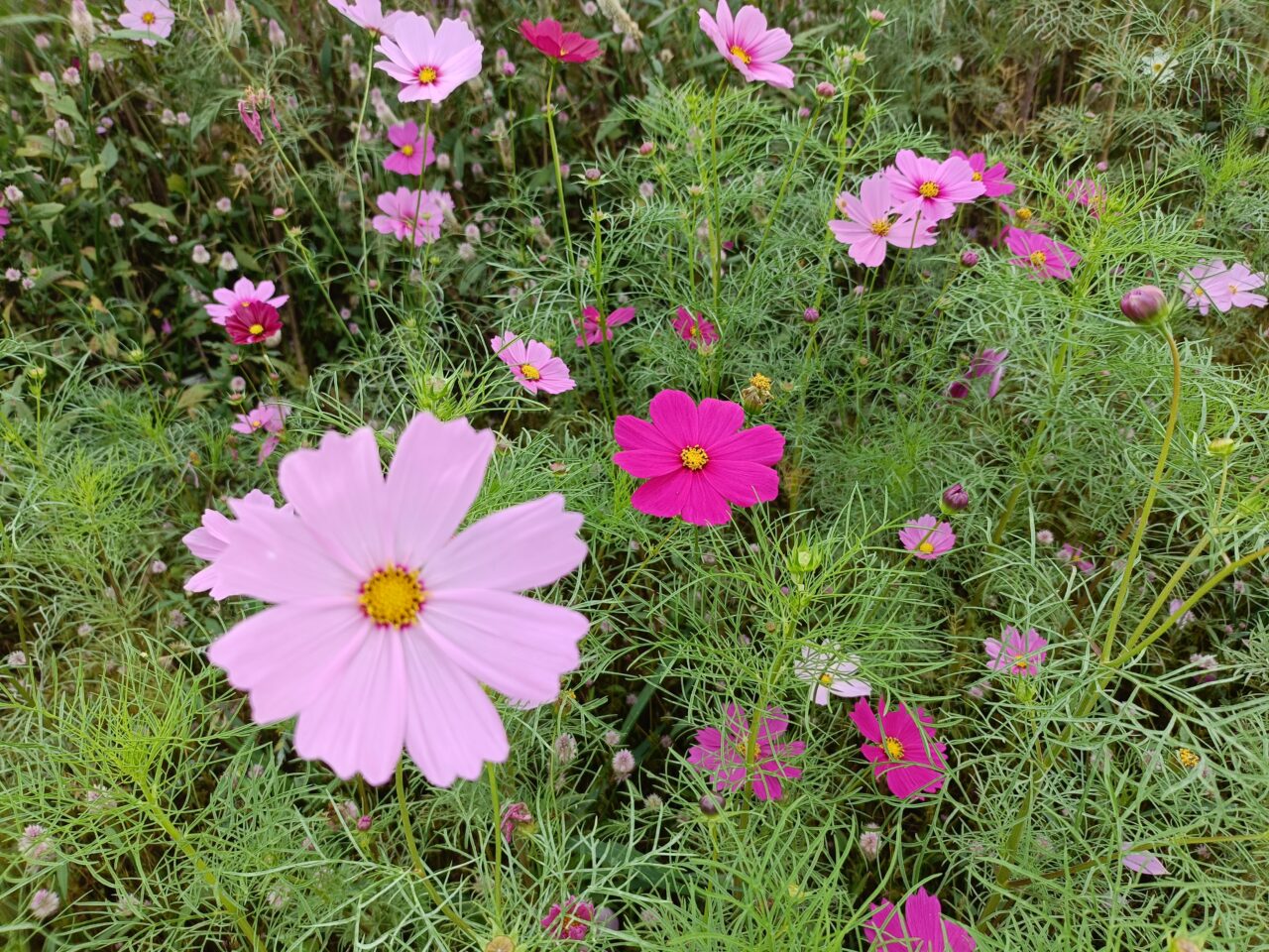 toincosmos